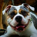 Bulldog van Laura von S thumbnail