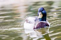 Als een eend in het water