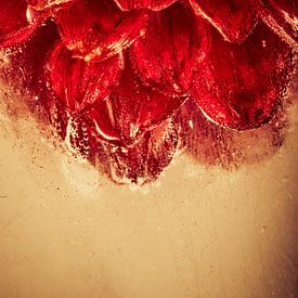 Red dahlia in ice by Steffen Sebastian Schäfer