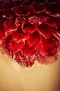Red dahlia in ice by Steffen Sebastian Schäfer thumbnail