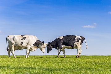Twee Holstein zwartbont koeien in Gaasterland van Marc Venema