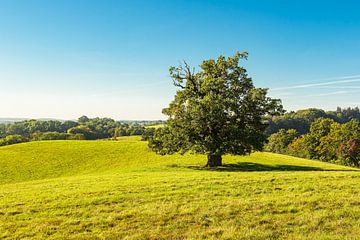 Landschaft mit Koppel und Bäumen bei Hohen Demzin