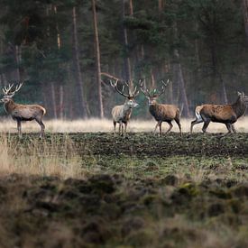 Red deer on the Black Field, The High Veluwe by Ton Drijfhamer
