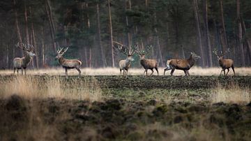 Red deer on the Black Field, The High Veluwe by Ton Drijfhamer