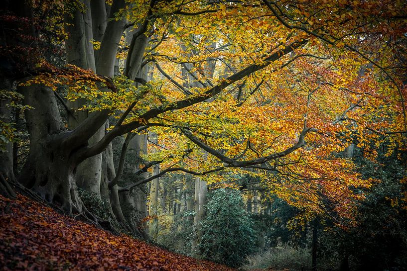Dream forest in Wassenaar by Dirk van Egmond