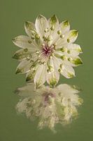 In green: The reflection of a Zeeuws Knoopje