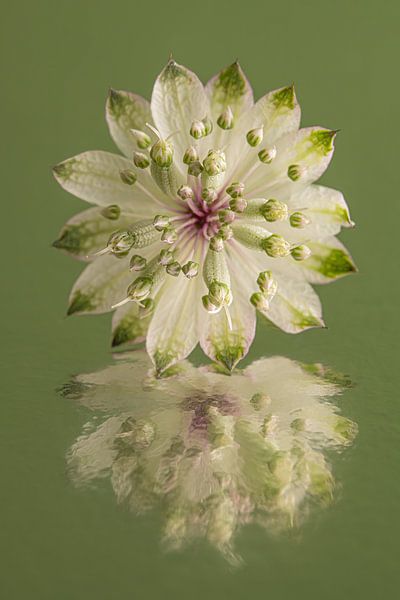 In green: The reflection of a Zeeuws Knoopje by Marjolijn van den Berg