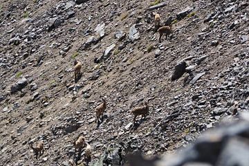 Les montagnes majestueuses autour du Piz Rims dans le Tyrol du Sud avec Gamsen sur Miriam Schwarzfischer Fotografie