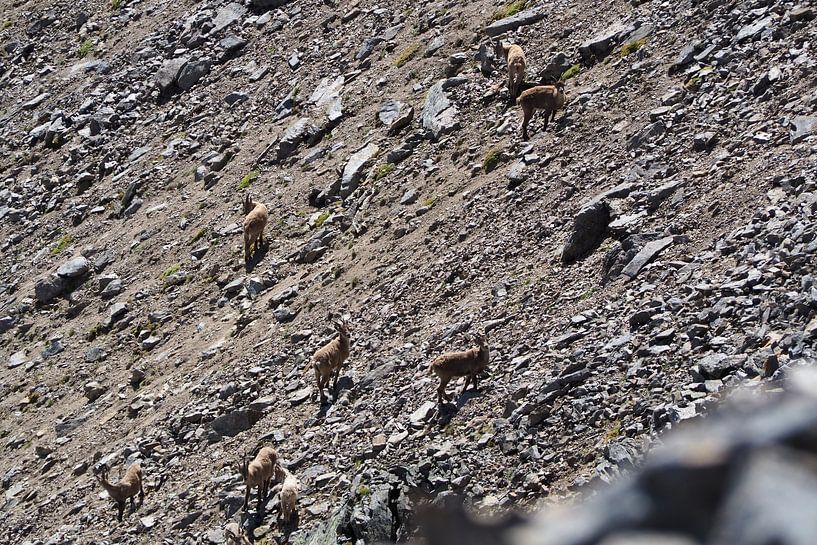 Die majestätische Bergwelt rund um den Piz Rims in Südtirol mit Gamsen von Miriam Schwarzfischer Fotografie