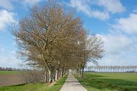 Bomen rij op Noord Beveland