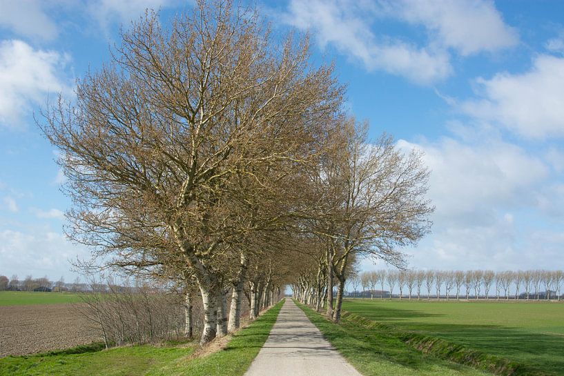 Bomen rij op Noord Beveland by Teus Reijmerink