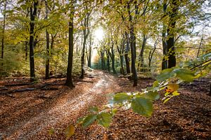 Paysage d'automne Veluwe près de Garderen