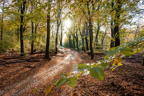 Sunflair on footpath at forest in autumn season, Netherlands