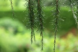 Regengordijn in groen van Linda de Klein