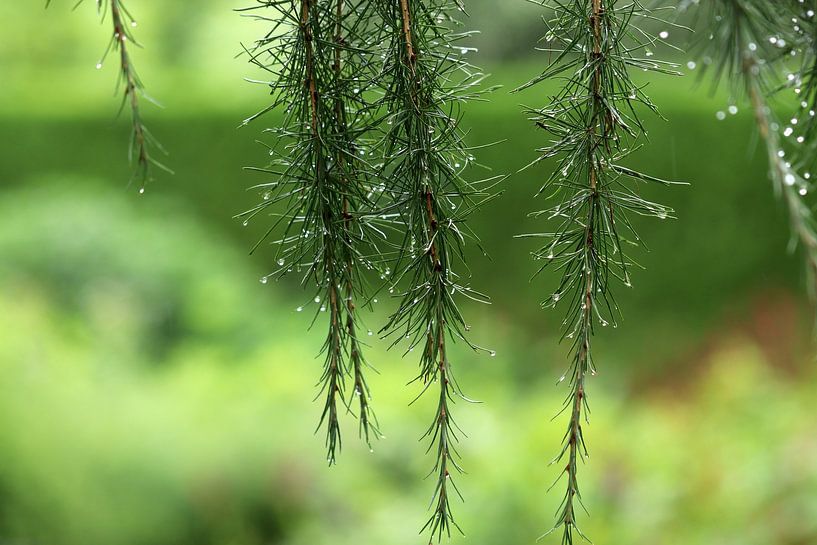 Regenvorhang in Grün von Linda de Klein
