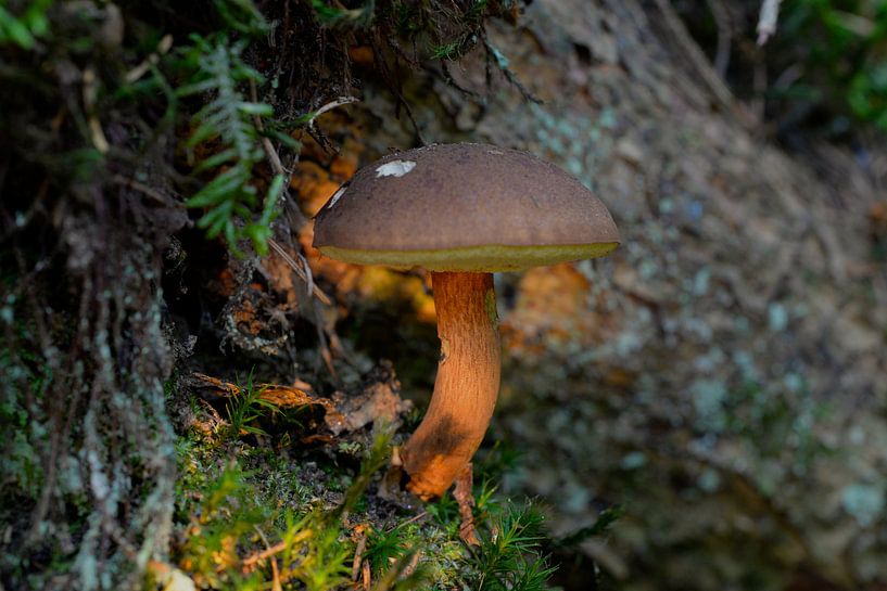 fall is coming by Emanuel Luyten