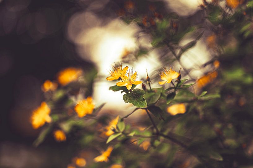 The soft image of the yellow flowers. by Robby's fotografie