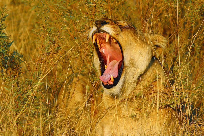 Leeuw in ochtendzon Okavango Delta von Marieke Funke