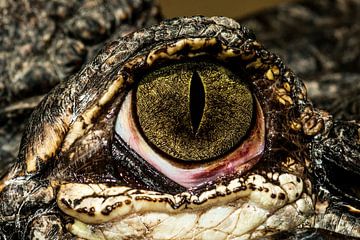 Mississippi Alligator by Rob Smit