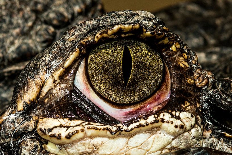 Mississippi Alligator par Rob Smit