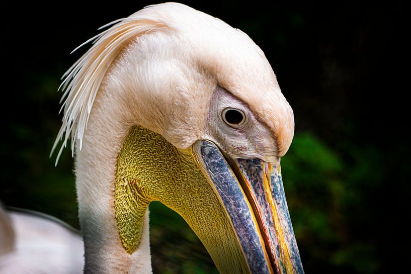 Pelican by Edwin Boer