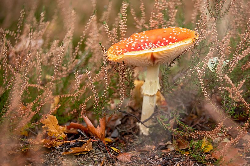 Fly agaric on the heath by gea strucks