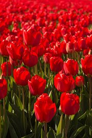 Red tulips by Maria Nevels