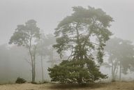 Bakkeveen-Dünen im Nebel von Peter Bolman Miniaturansicht