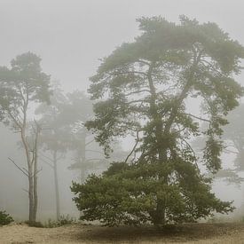 Bakkeveen-Dünen im Nebel von Peter Bolman