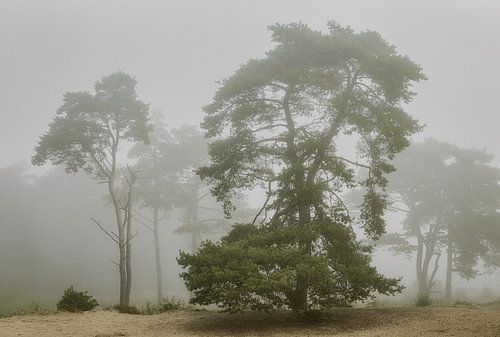 Bakkeveen dunes in the fog by Peter Bolman