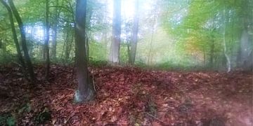 Herfst indrukken