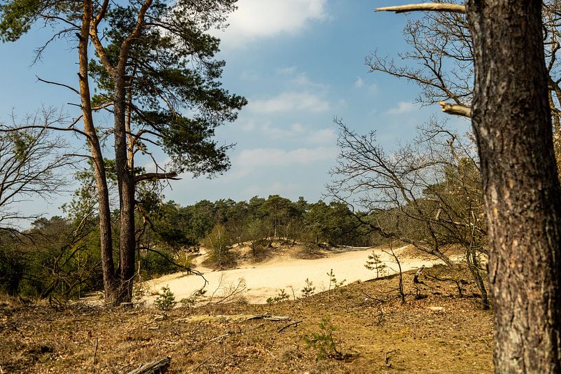 Drunen dunes near Giersbergen 2 by Carin IJpelaar