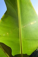 palmblad
