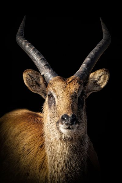 Portrait d'une antilope sur fond noir par Marjolein van Middelkoop