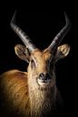 Portret antilope met zwarte achtergrond van Marjolein van Middelkoop thumbnail
