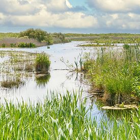 Nature image from the landscape of North Holland by eric van der eijk