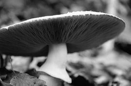 Einsame Pilz von Patrick Kerkhoff