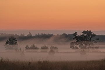Morgendlicher Nebel von Moetwil en van Dijk - Fotografie