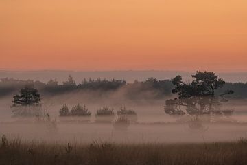 Morgendlicher Nebel