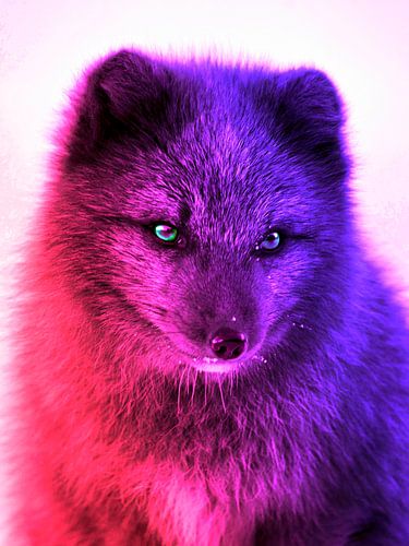 Renard polaire