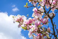 Magnolia