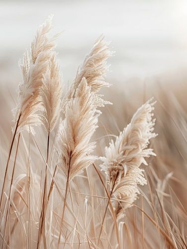 Pampas grass by the sea