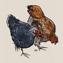 Chickens by Pieter Hogenbirk thumbnail