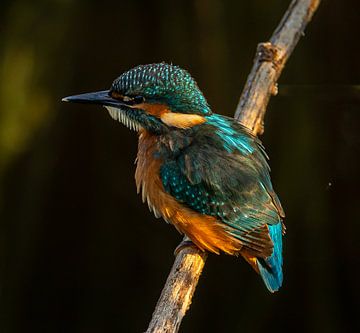 Jong ijsvogeltje, man, in het vroege ochtendlicht. van Wouter Van der Zwan