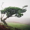 Baum im Fanal-Wald auf Madeira. von Roman Robroek