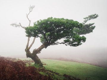 Boom in het Fanal Bos op Madeira. van Roman Robroek - Foto's van Verlaten Gebouwen