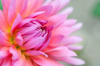 Pink dahlia
