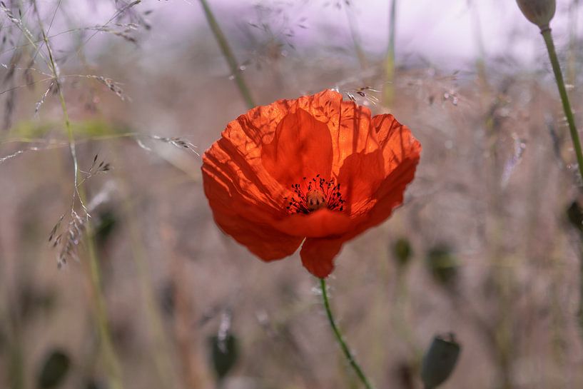 Poppy in the cornfield by Kurt Krause