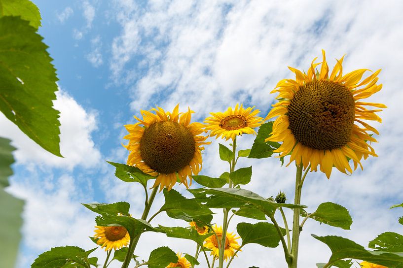 Summers! by Wim Slootweg