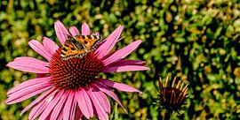 Vlinder  van Stef De Vos